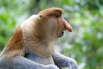 Image showing Proboscis monkey