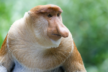 Image showing Proboscis monkey