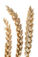 Image showing Wheat detail