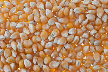 Image showing Corn closeup