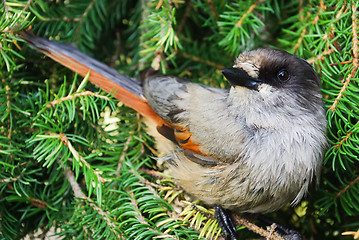 Image showing Siberian jay