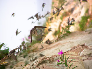 Image showing rushing swallows