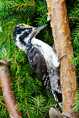 Image showing Woodpecker