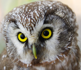 Image showing Owl ( Aegolius funereus )