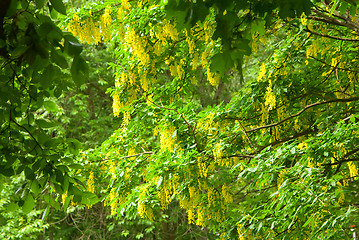 Image showing Blossoming Acacia
