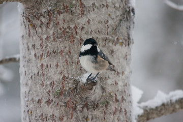 Image showing Coal tit