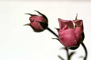 Image showing Two roses