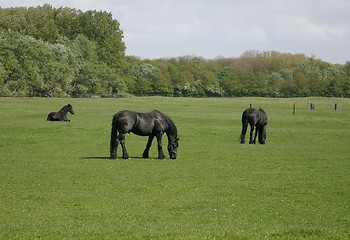 Image showing Black horses