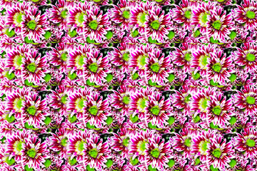 Image showing floral background