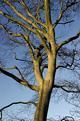 Image showing Tree