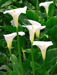 Image showing Arum Lilies