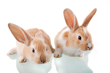 Image showing two beautiful bunnies