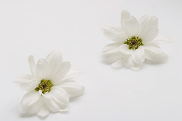 Image showing Two White Flowers