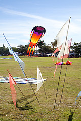 Image showing Giant Kite