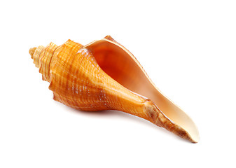 Image showing Sea Shell