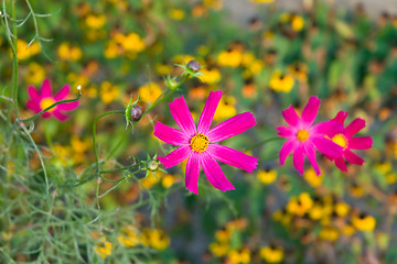 Image showing Red flowers