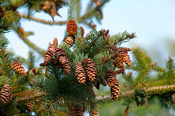 Image showing Fir cones