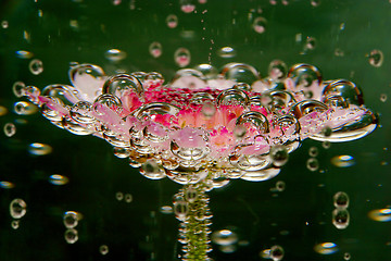 Image showing Bubble Flower