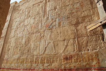 Image showing Temple of Hatshepsut