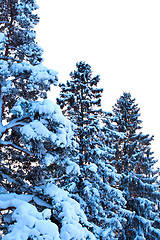 Image showing Winter snow covered fir trees