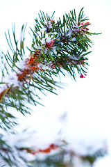 Image showing Winter snow covered pine tree branch