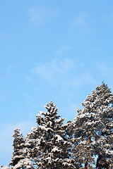 Image showing Winter snow covered fir trees