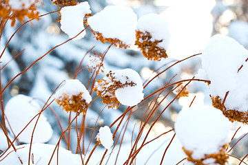 Image showing Winter snow covered flowers