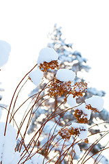 Image showing Winter snow covered flowers