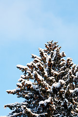 Image showing Winter snow covered fir trees