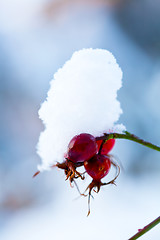 Image showing Winter snow covered rose bush