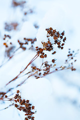 Image showing Winter snow covered flowers