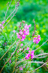 Image showing Flowering bougainvilleas