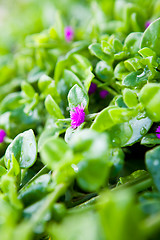 Image showing Spring flowers in Gozo Island