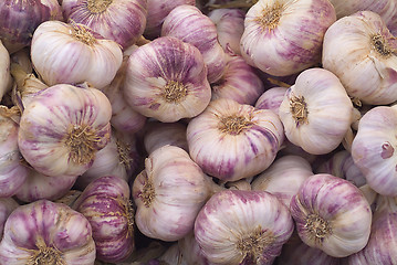 Image showing Fresh garlic