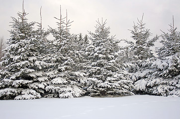 Image showing Fresh Snow