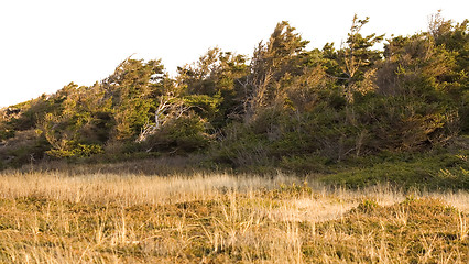 Image showing Trees and Grass