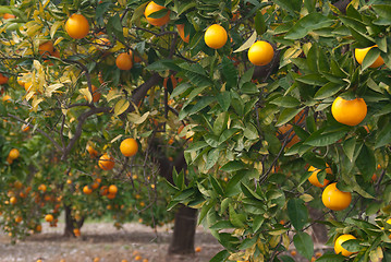 Image showing Orange tree