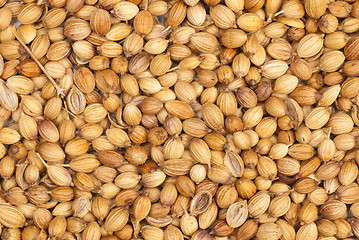 Image showing Coriander seeds