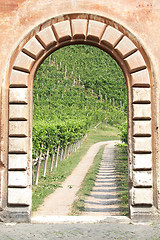 Image showing Vineyard view