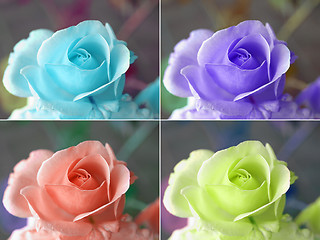 Image showing Popart roses