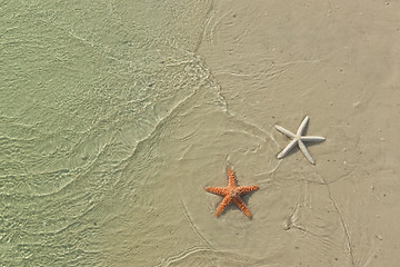 Image showing Couple of starfish on a tropical beach, tide coming in