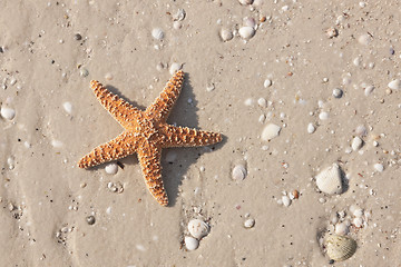 Image showing Starfish on a tropical beach