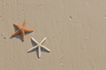 Image showing Couple of starfish on a tropical beach