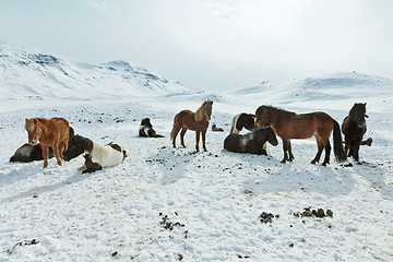 Image showing Icelandic Horses in their winter coat