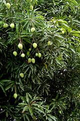 Image showing mango tree