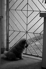 Image showing dog looking outside