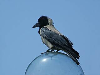 Image showing Crow sitting on a ball