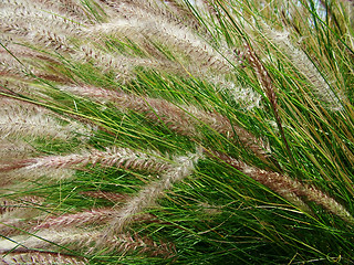 Image showing native-grasses