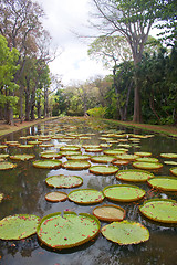 Image showing Lily Pond