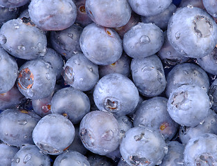 Image showing A high resolution horizontal macro of freshly washed bluberries. (12MP camera)